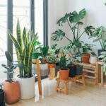 beautiful Indoor Plants