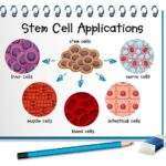 What Are Stem Cells? What Is Stem Cell Banking?