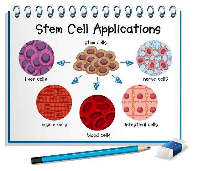 What Are Stem Cells? What Is Stem Cell Banking?