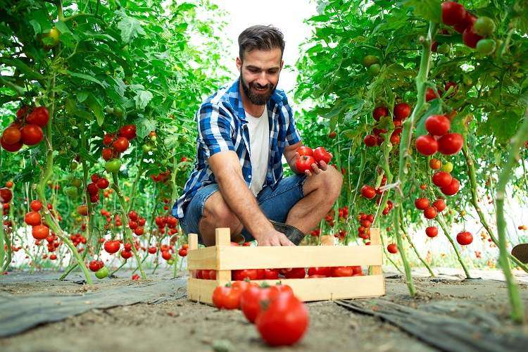By Starting Profitable Tomato Farming