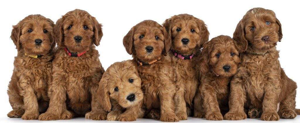The Best Puppy Food for Mini Goldendoodles: Ensuring Optimal Nutrition