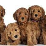The Best Puppy Food for Mini Goldendoodles: Ensuring Optimal Nutrition