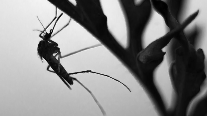 Living Bite-Free: How Mosquito Control Changes Everything