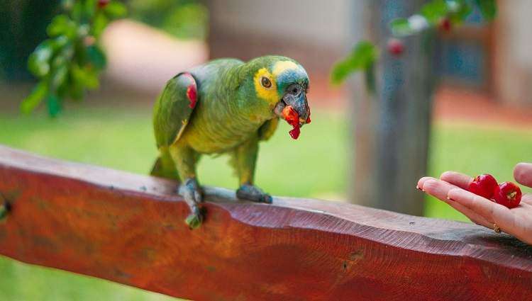 Can Parrots Eat Celery